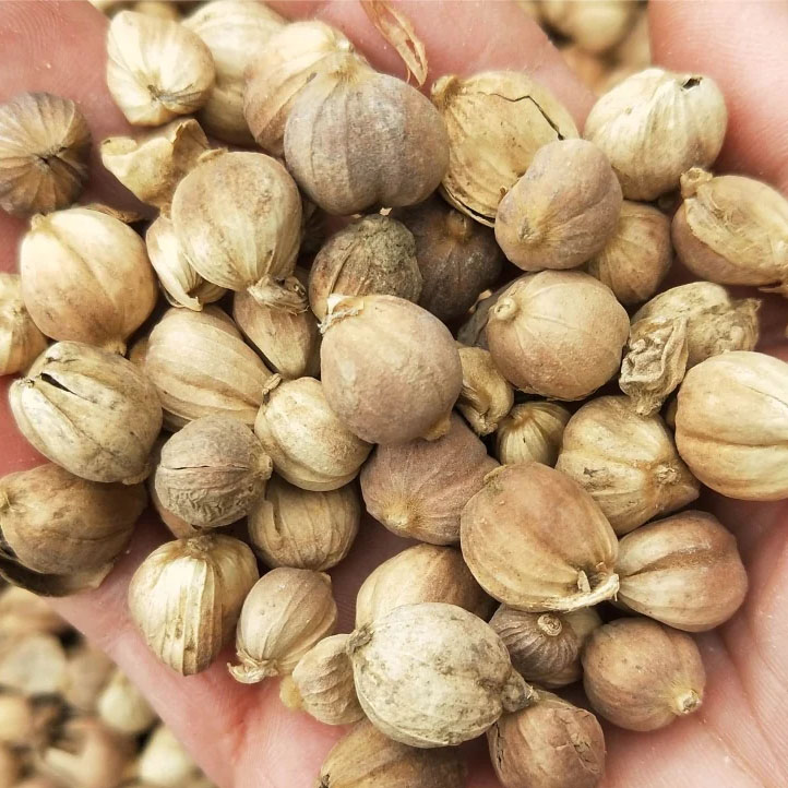 cardamom